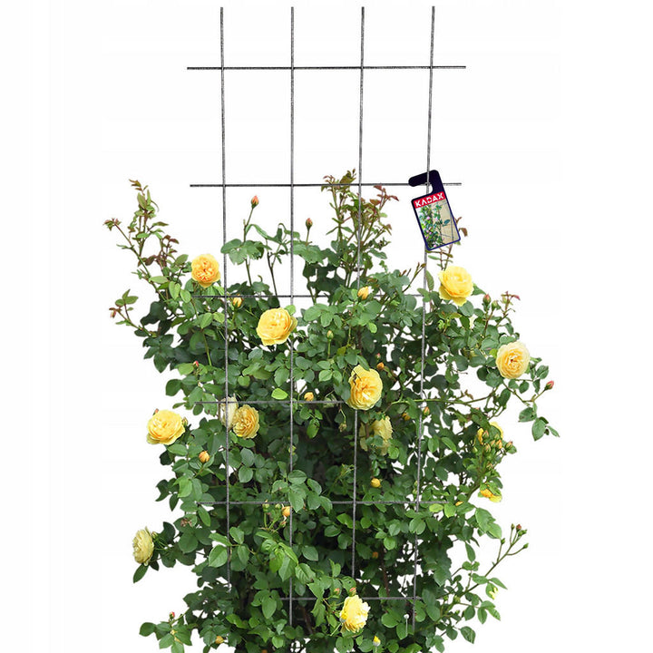 Kadax Blumengitter, Schwarz, Metall, 60x150 cm, Gartenz